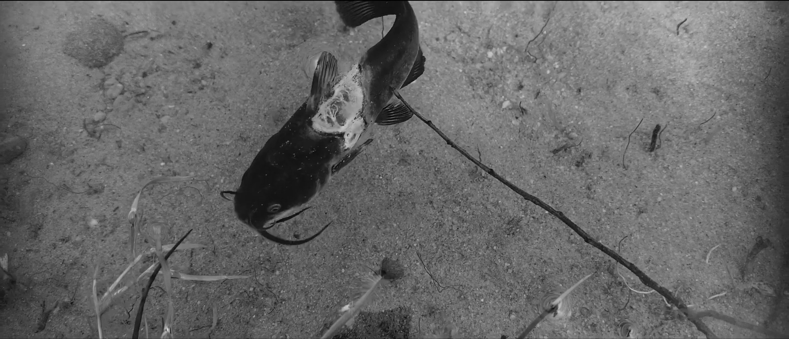 Pulsion — création thriller